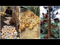 Collecting Chicken Eggs | Free-range Chicken Farming | Harvesting Chicken eggs