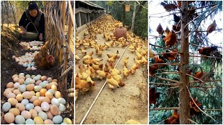 Collecting Chicken Eggs | Free-range Chicken Farming | Harvesting Chicken eggs