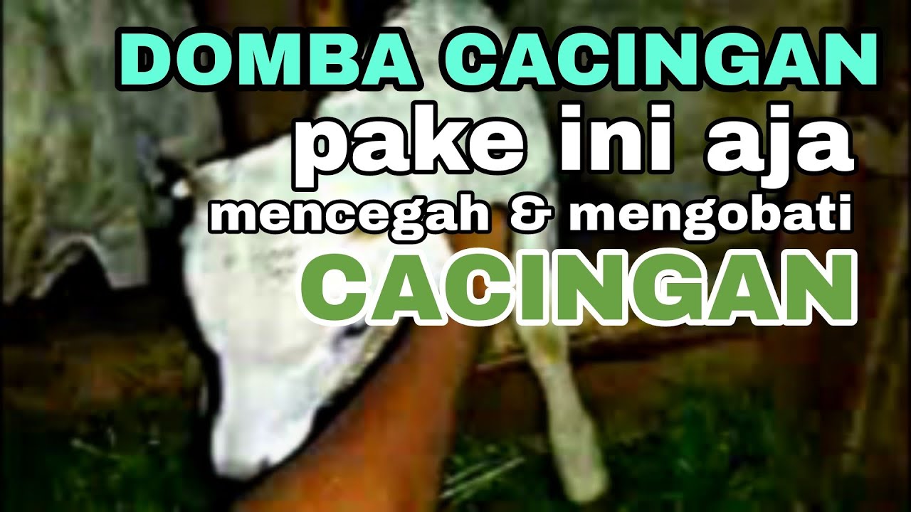 CARA MENCEGAH DAN MENGOBATI CACINGAN PADA DOMBA 