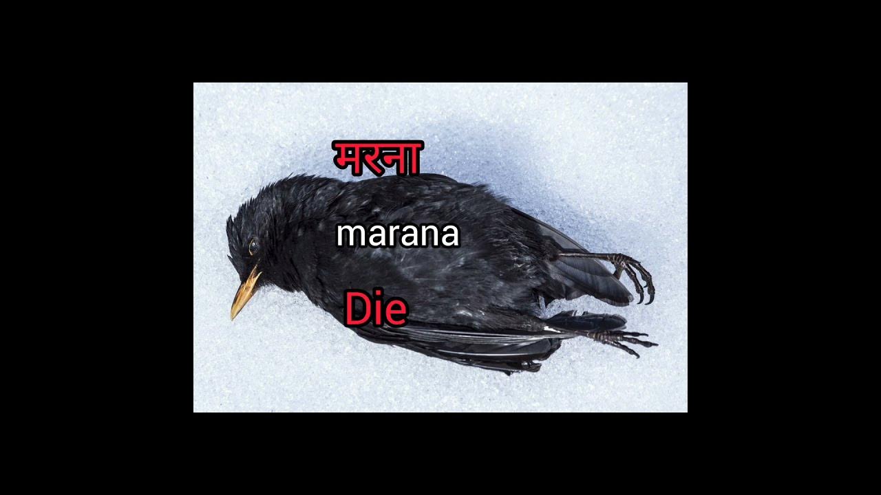 die-meaning-in-hindi-with-picture-and-transalation-marana-mathlab-kya