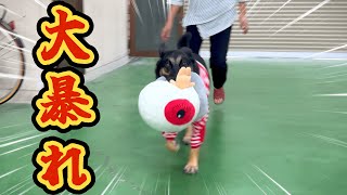 おみやげのぬいぐるみをあげたら、愛犬が疲れ知らずで大暴れしましたw【ジャーマンシェパード】