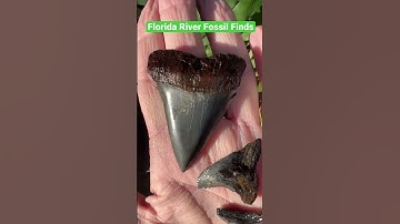 Part 2: Florida river Fossil Shark tooth finds! 🦈🦷 #shorts