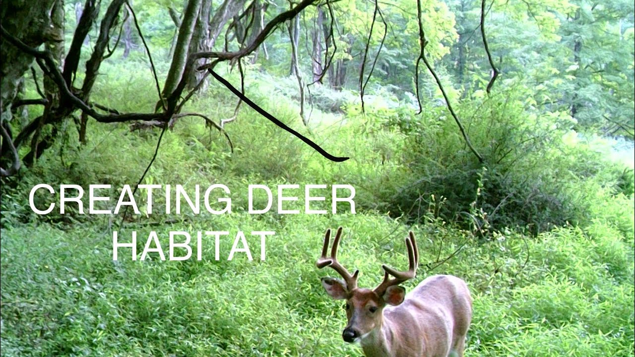 Improving Deer Habitat using Brush Piles YouTube