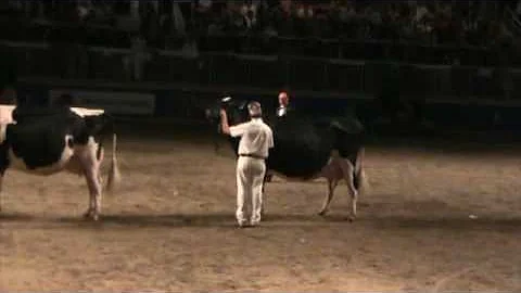 Canadian National Holstein Show - Rose's day!
