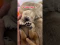 6 days vs one year old golden retriever