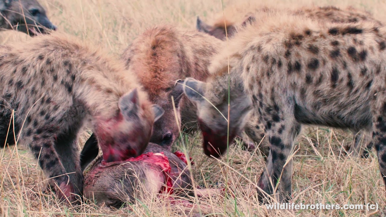 Hyena clan take a baby wildebeest (warning explicit footage) - YouTube
