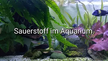 Wie bekomme ich mehr Sauerstoff im Aquarium?