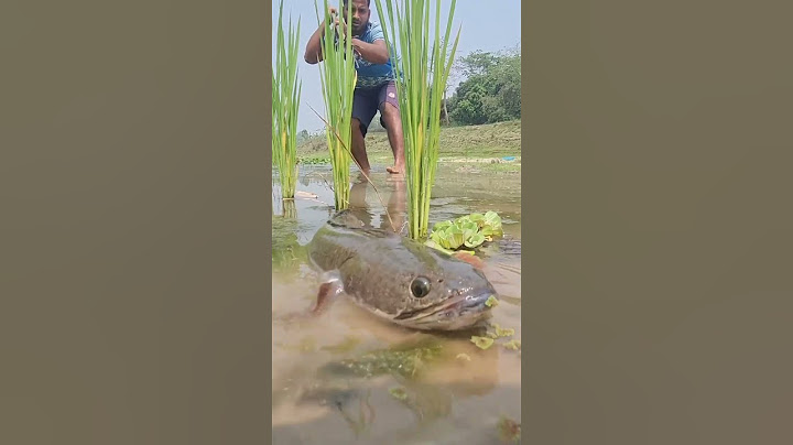 🎣 Fishing for LIFE in a Desi Village | A Day of Traditional Fishing in Rural Life 🌾 LifeLens