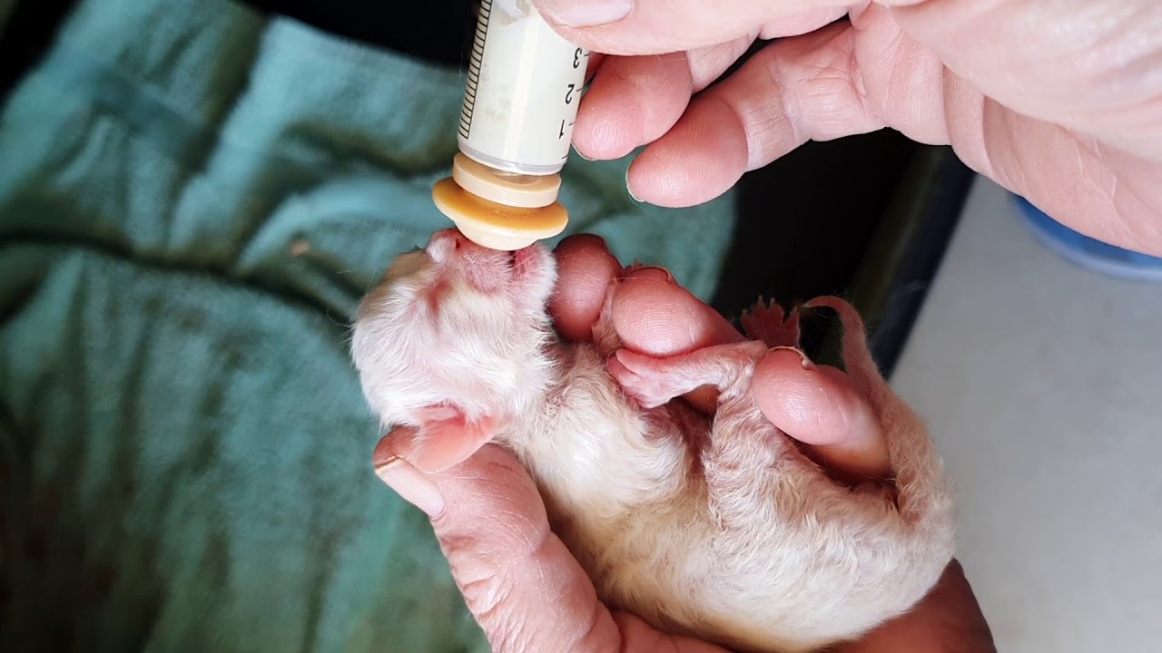 Newborn Kitten receiving colostrum top up YouTube