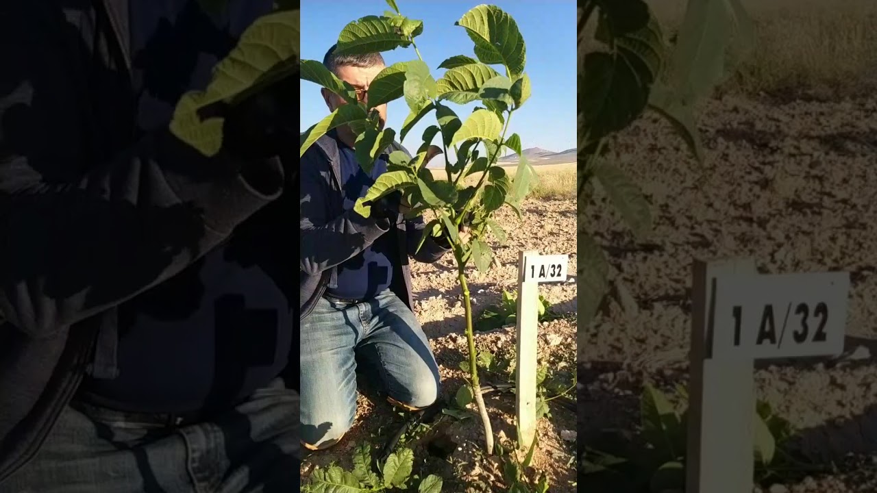 40 dönüm tohumdan ekili ceviz bahçesine chandler yüksük aşı yapıyorum