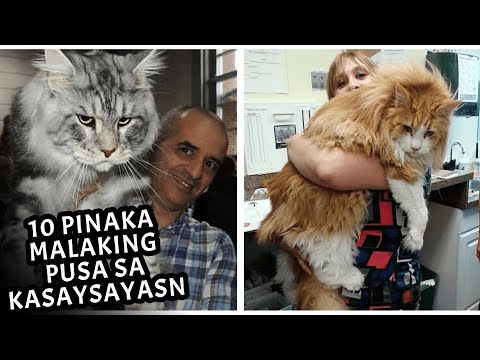 Video: Kasaysayan Ng Mga Pusa Sa UK