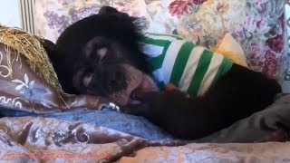 The Lovely Casual days of the Chimpanzee - Relax moment
