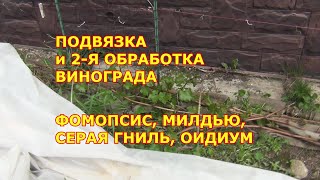 Подвязка и 2 я обработка винограда. Фомопсис, милдью, серая гниль