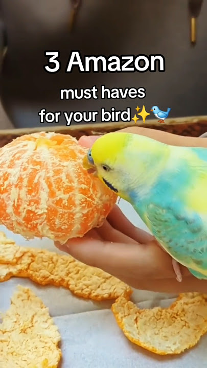 3 AMAZON Bird toys 👀🌸