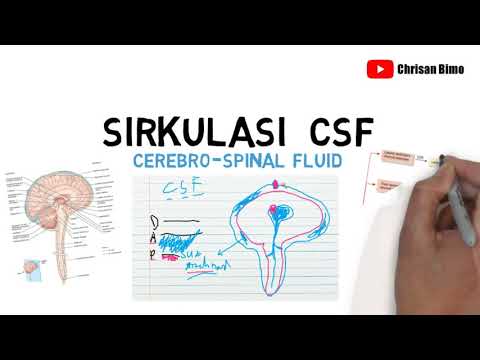 Sirkulasi CSF (cerebrospinal fluid) konsep dasar, anatomi, dan fisiologi