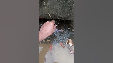 Remove Leaves Clogged Culvert Drain #unclog #drain #remove #culvert #shorts