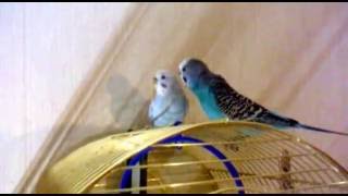 Love parrots      Попугай Вовка говорит подруге о любви