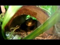 Female crested gecko