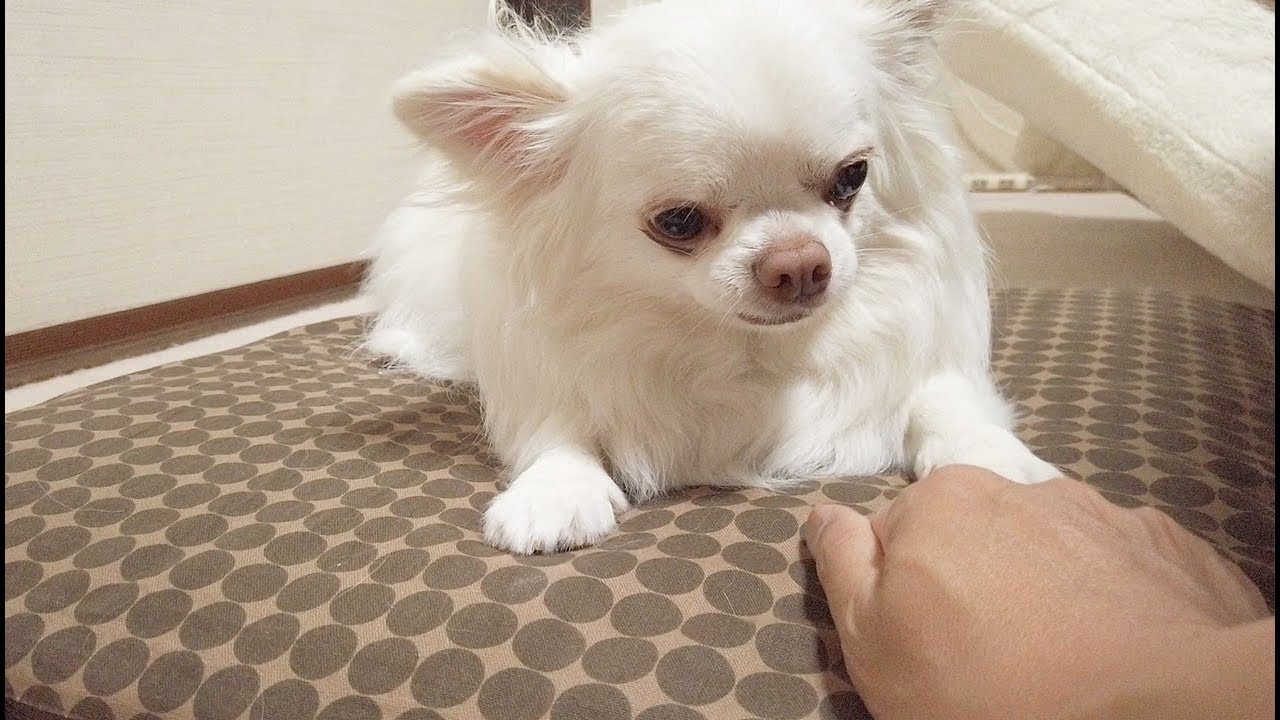 じゃれてる犬のかわいい動画 チワワのコハク Youtube