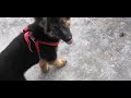 German shephard on work doglover dogtraining gsd