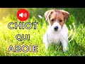 ABOIEMENT du CHIOT (ADORABLE)🐶 Aboiement de Chien