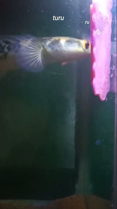 story wa Channa maru ys versi lagu tapi tapi tapi tapi......