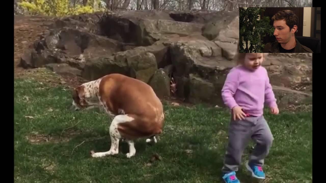 Кошка писает. Кот на унитазе. Собака какает. Он много какает. Собачий унитаз.