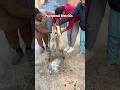 Puerperal Metritis in goat | Uterus infection | Pus in Uterus| Goat disease | Goat #uterus #viral