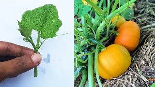 Propagate Pumpkin Cutting | Grow Pumpkin Cutting