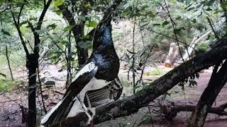 Download Lagu Kacer Gacor MP3