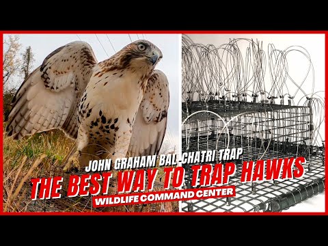 The Best Way To Trap Hawks | Wildlife Command Center