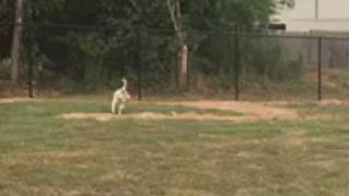 Video of adoptable pet named Sally