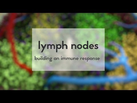 Video: Maken lymfeklieren lymfoïde cellen?