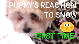CUTE SHIH  POO  PUPPY  FIRST TIME EXPERIENCE IN  THE SNOW by BoJolie The Shih Tzu Poodle 1,608 views 3 years ago 3 minutes, 11 seconds