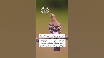 الفطرة السليمة ! ..تدبر القران الكريم #تدبر #تلاوة #قرآن #القرآن_الكريم #تدبر_آية