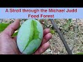 A stroll through the michael judd food forest