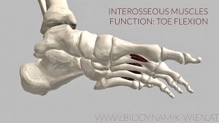 Interosseous Muscles Function: Toe Flex (3d Animation)
