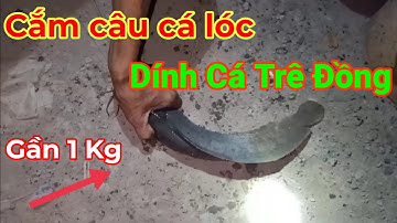 Hành Trình Cắm Câu Cá Lóc Dính Cá Trê Đồng Gần 1 Kí Lô|Đất Miền Tây Official