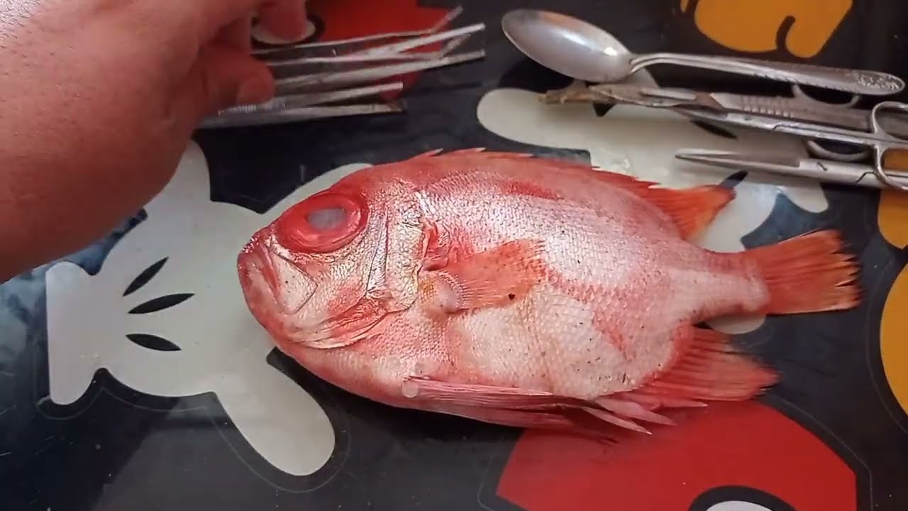 Taxidermia en Peces: Desollado y Relleno de un Pristigenys serrula 
