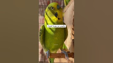 #سورة_النساء #قرآن #فضل السورة في مربع التعليقات #طيور #البادجي #اليمن #quran #birds #budgies #usa