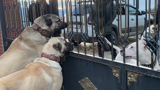 Mermi̇den Hizli Kangal Rei̇na