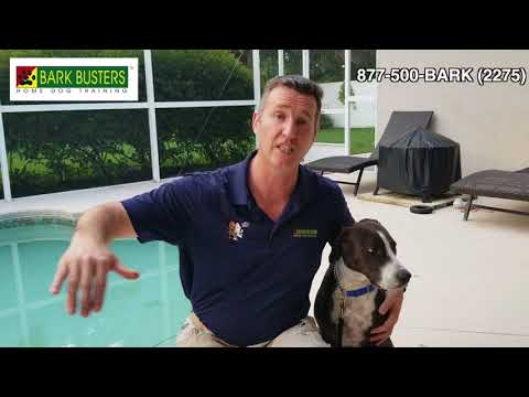 Video: Keamanan Kolam Renang untuk Anjing