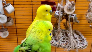 budgie budgie sounds for lonely birds