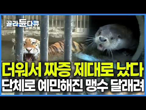 땡볕에 짜증 제대로 난 동물들 근황. 단체로 예민해진 맹수 구역에 '이것' 던져주자 생긴 일｜한여름에 눈까지 뿌려주더니｜극한직업｜#골라듄다큐