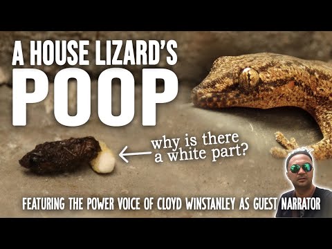 A House Lizard's Poop | What's The White Part? | Urban Wilde CDO