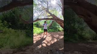 How to spot a Veteran Tree