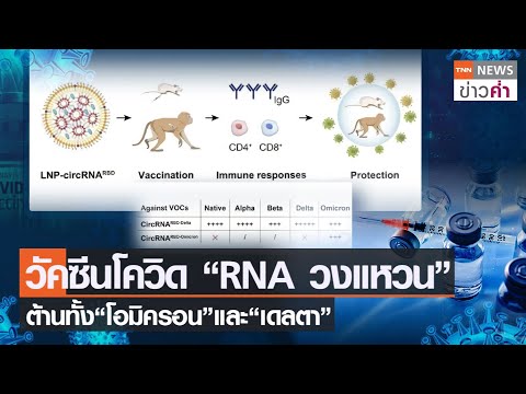 วัคซีนโควิด “RNA วงแหวน” ต้านทั้ง“โอมิครอน”และ“เดลตา” | TNN ข่าวค่ำ | 9 เม.ย. 65