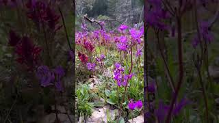 10 Wildflower Hikes in Southern Oregon