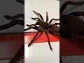 Hysterocrates hercules spider