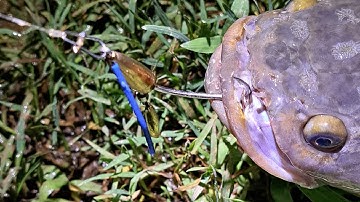 Lưỡi Câu Cá lóc Không xoay nhái hiệu quả 100% Za.lo 0982223515